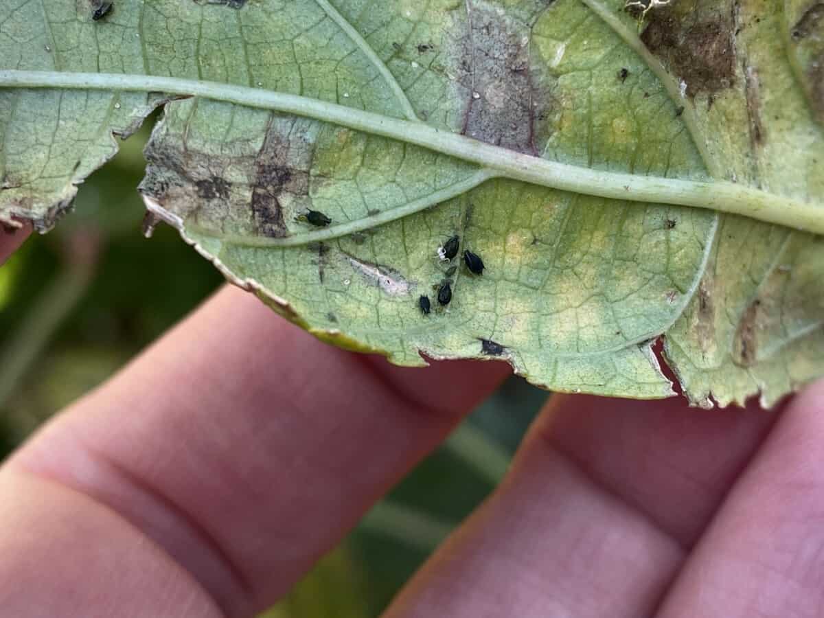 Aphids on a Leaf