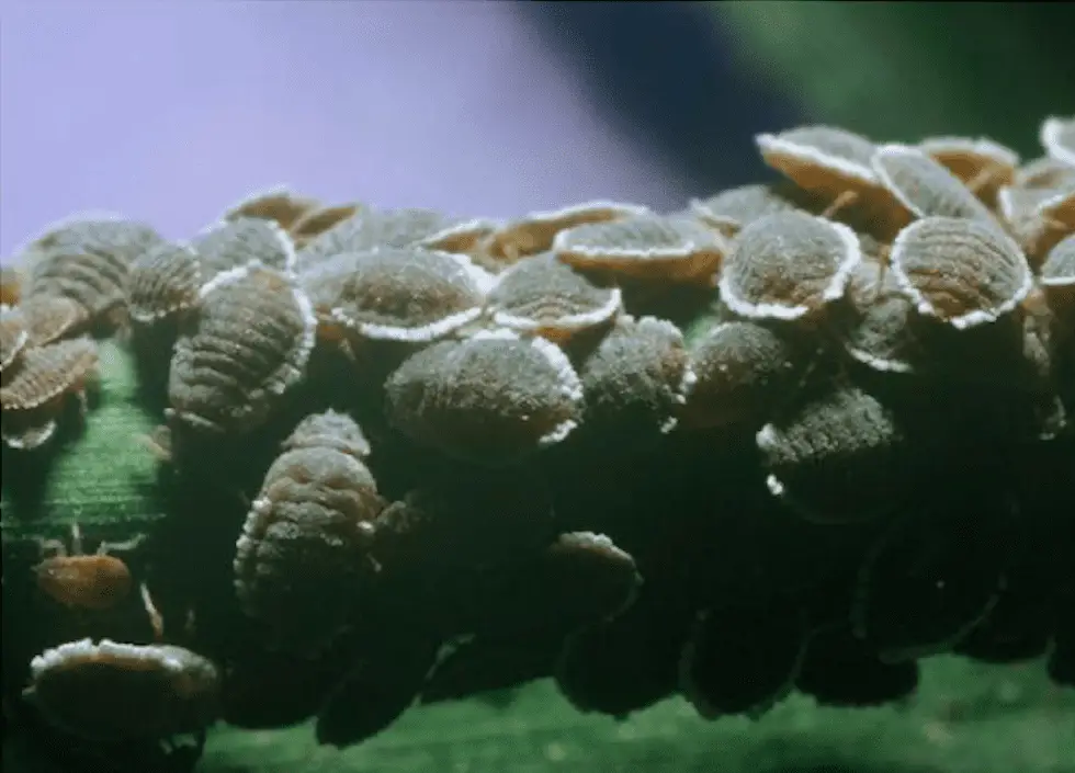 Ceratoglyphnia styracicola on Bamboo