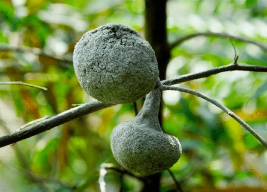 Ceratoglyphnia styracicola Gall