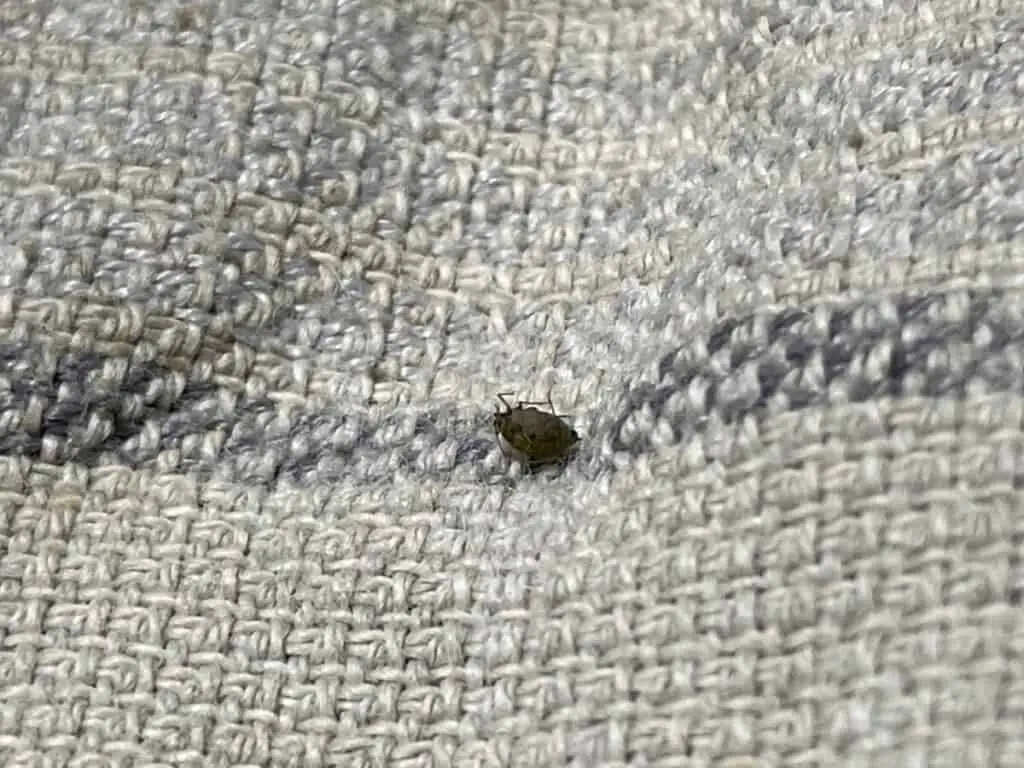 Dead Black Aphid on a Towel