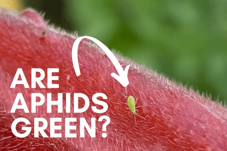 Are Aphids Green? How to Recognize and Kill Green Aphids