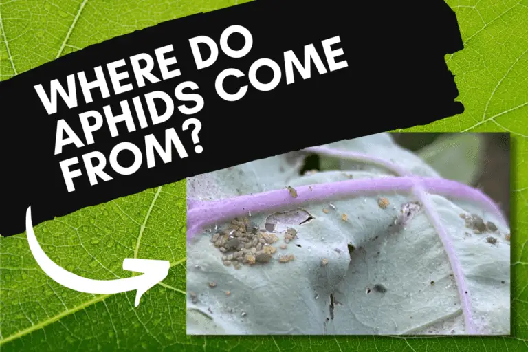 Where Do Aphids Come From? Things to Consider