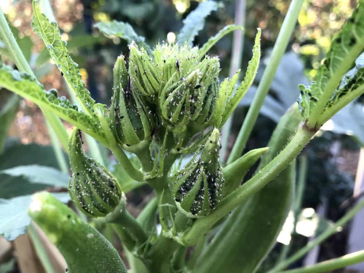 Aphids Clustering Around Okra Pods