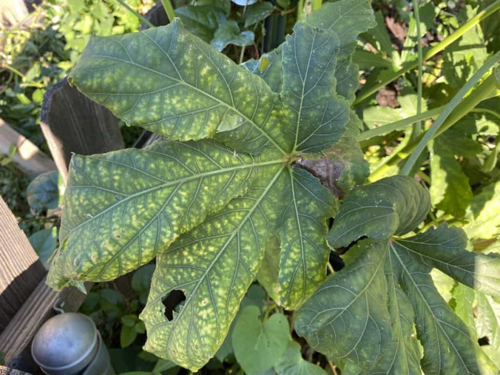 Blotchy Yellow Patches on Okra Leaves