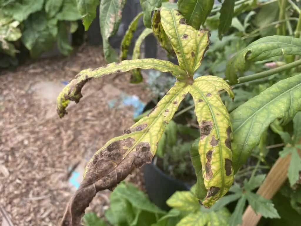 Dried Up, Decaying Okra Leaves