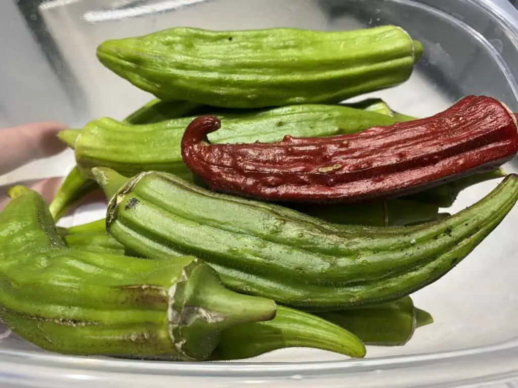 Okra Pod Bumps Caused by Aphid Damage