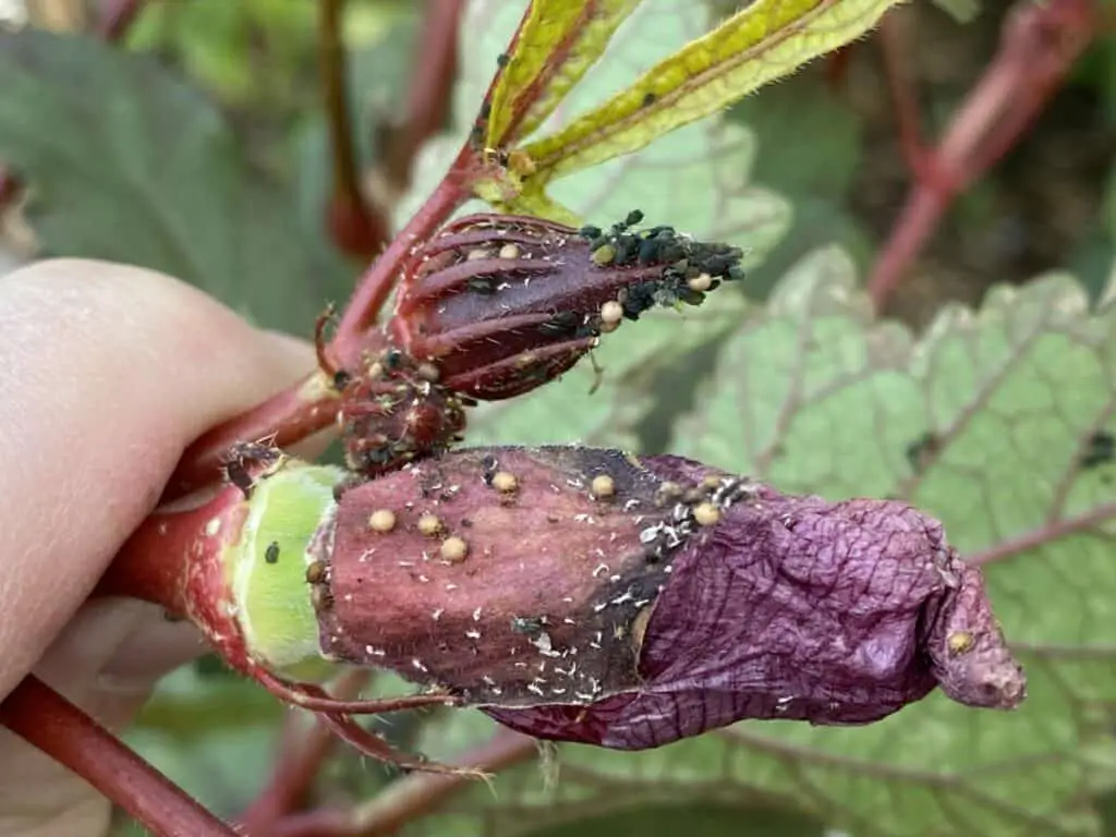 Several Aphid Varieties on Okra Flowers and Pods