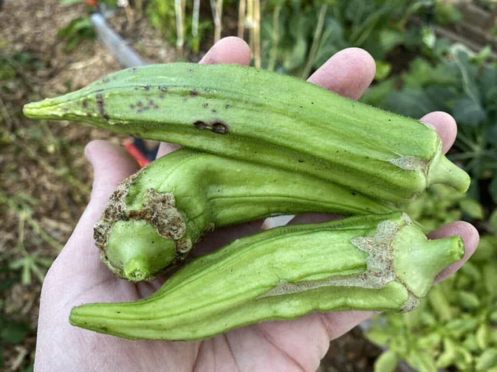 Damage to Okra Pods Caused by Aphid Clusters