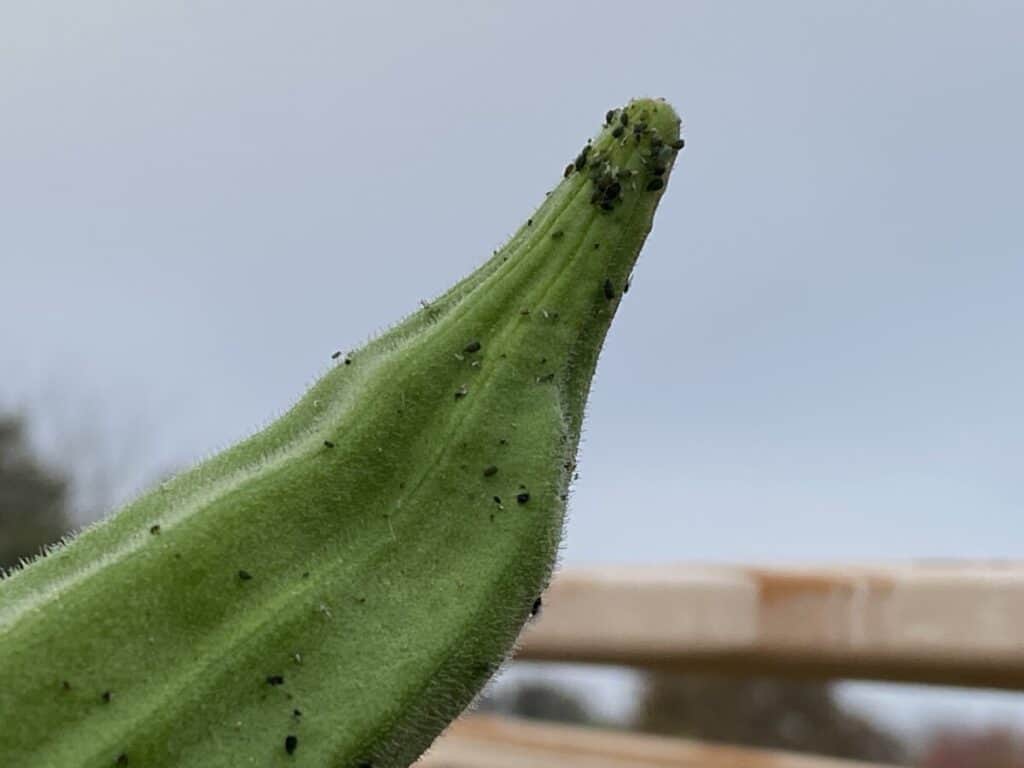 Black Aphids Clustering on an Okra Pod