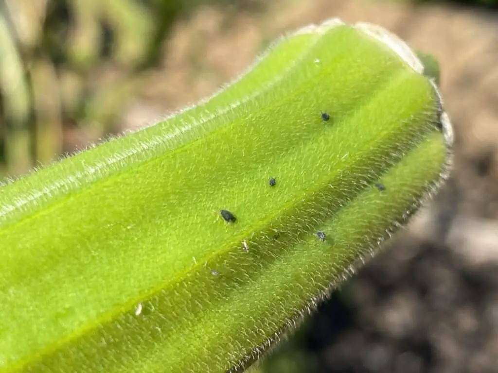 Several Aphids on Green Okra