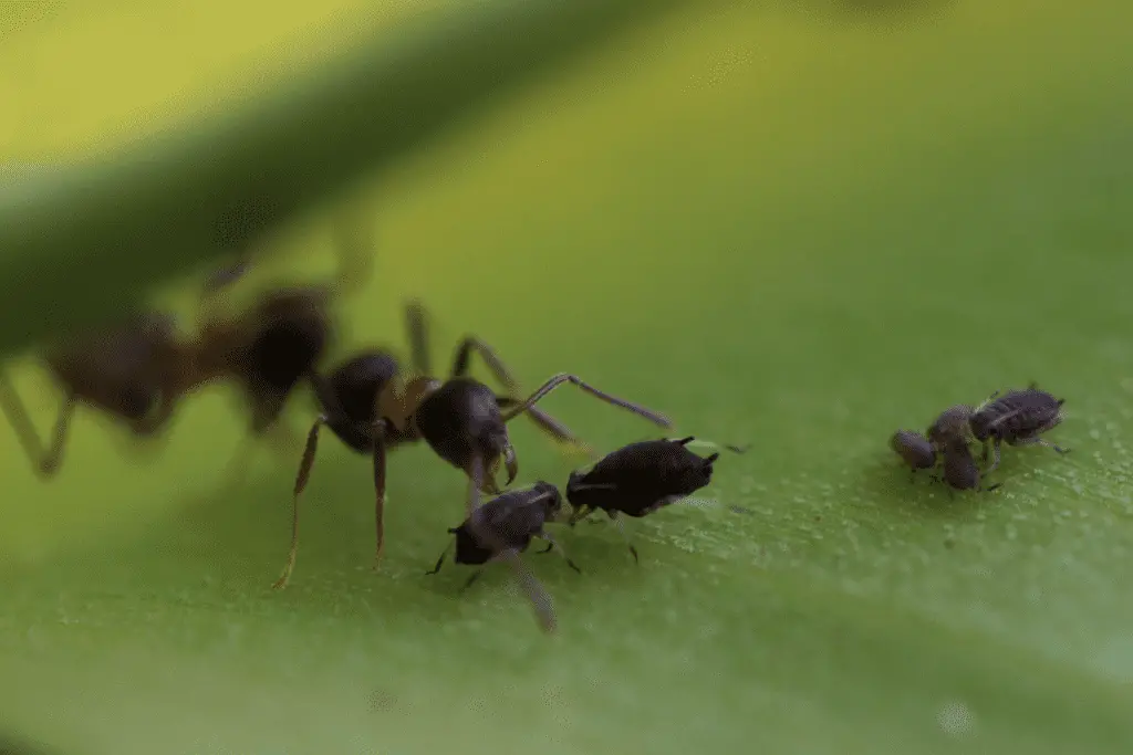 Ants Attending Aphids