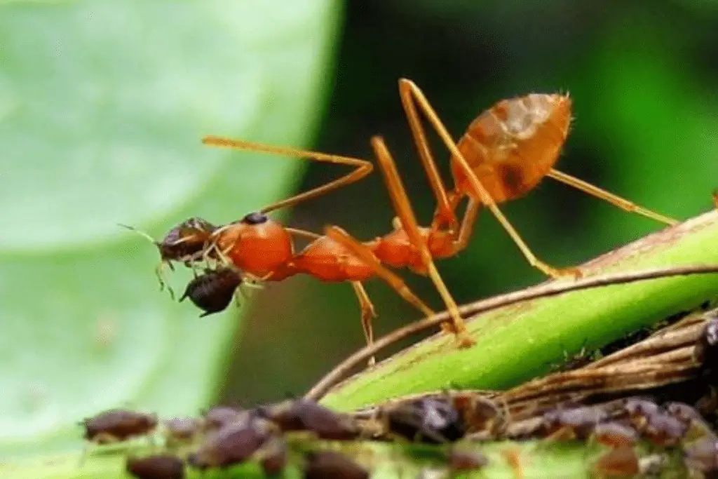 Ant Carrying Aphids