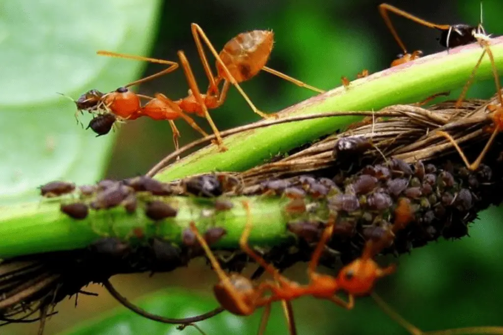 Ant Carrying Aphids