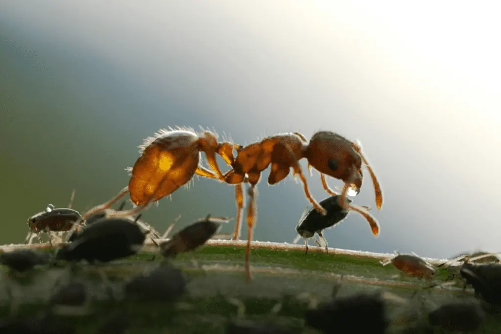 Ant Holding an Aphid