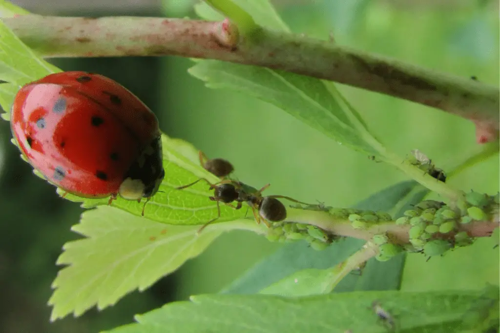 Ant Protecting Aphids from Ladybug