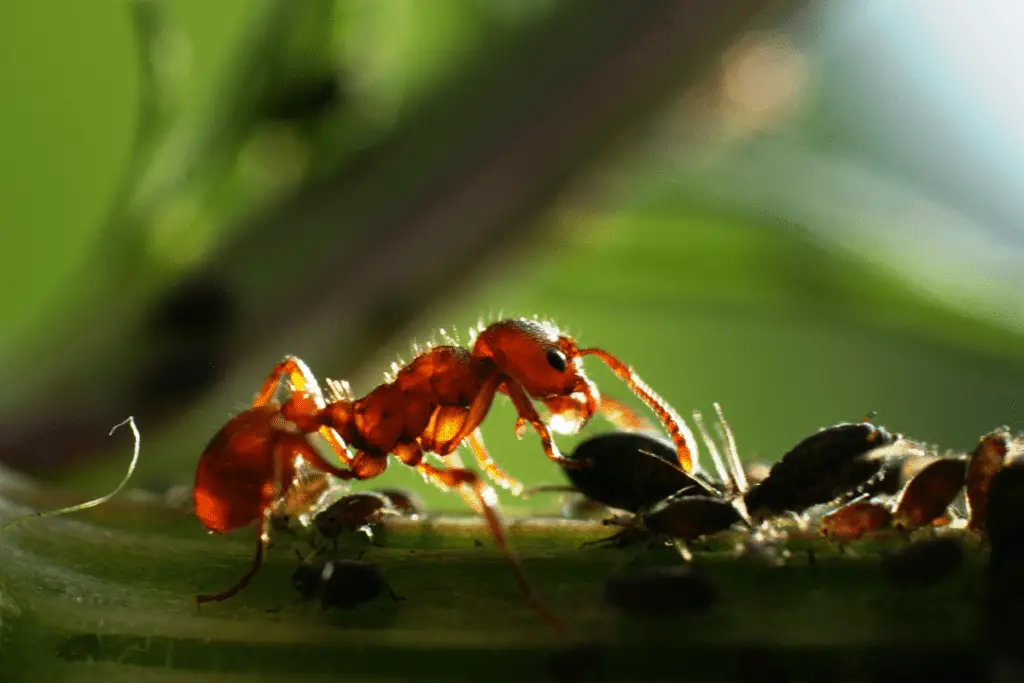Ant Tending to Aphids