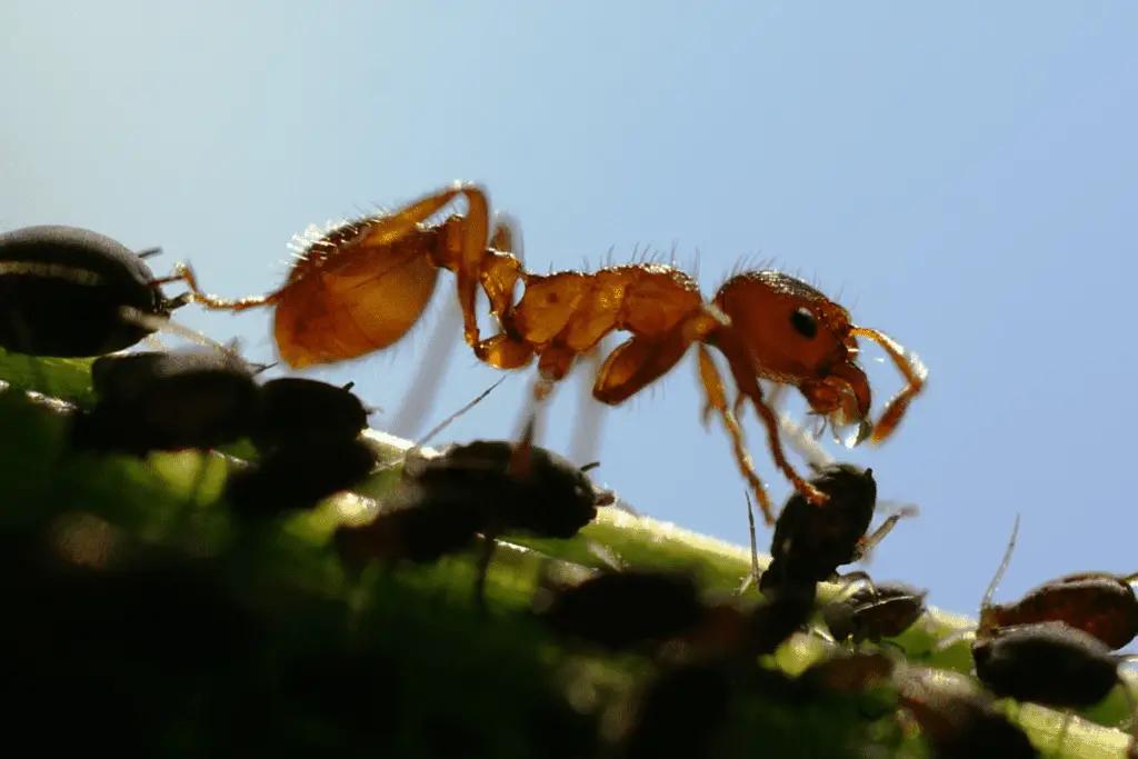Ant Tending to Aphids