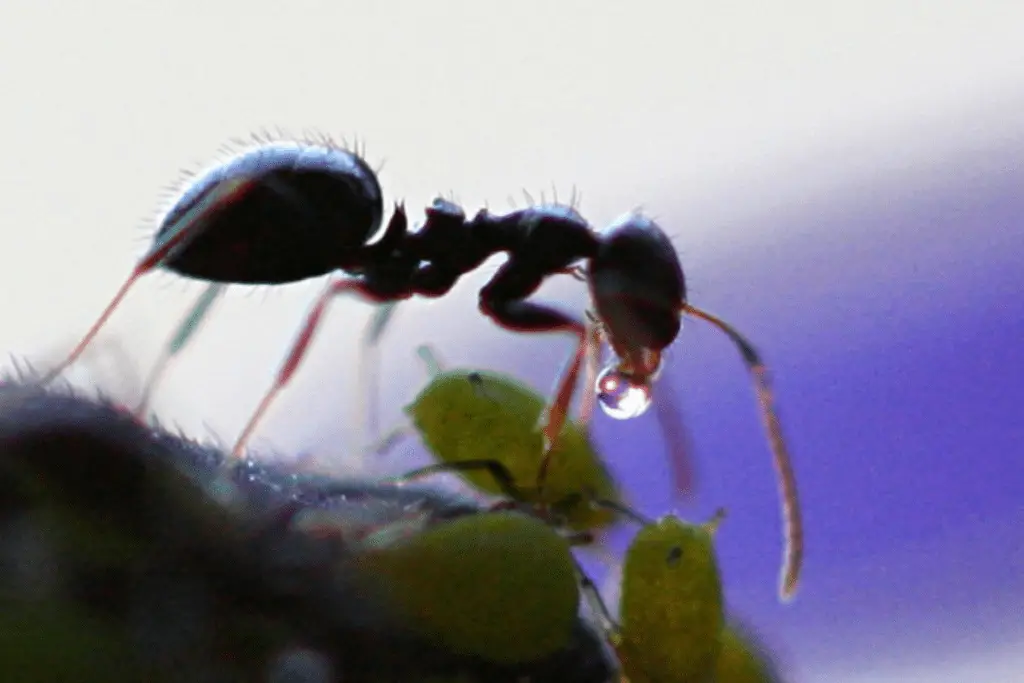 Ant with Honeydew Droplet