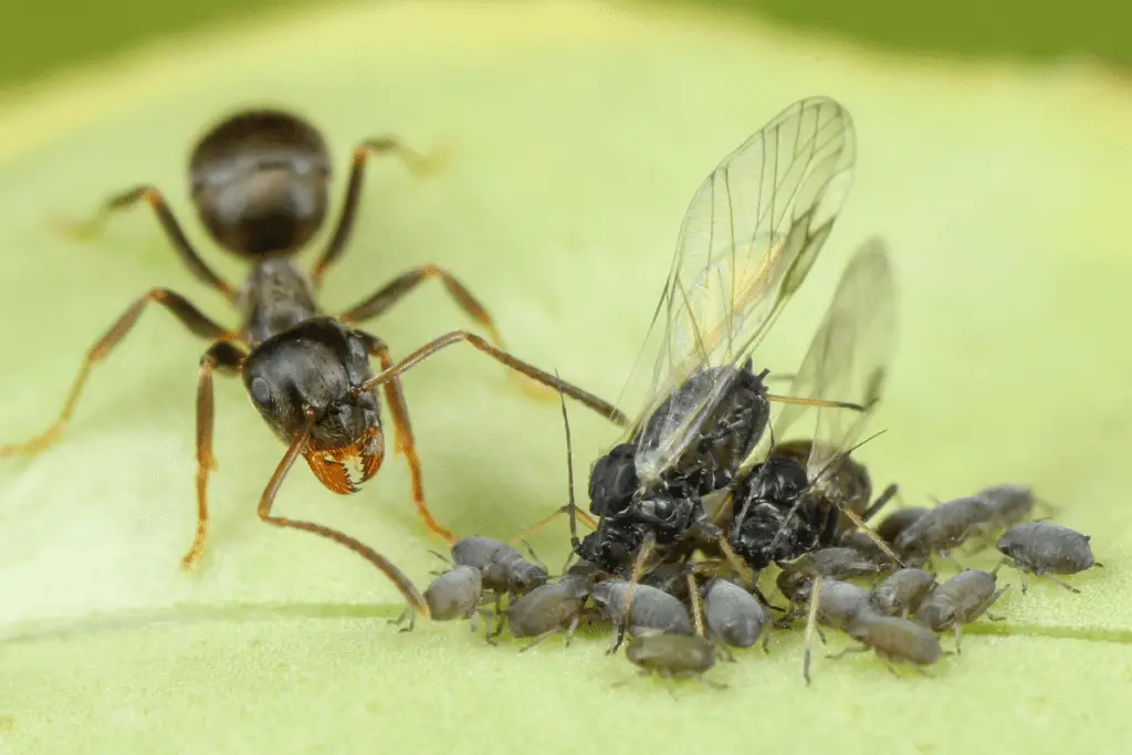 Ant with Winged and Wingless Aphids