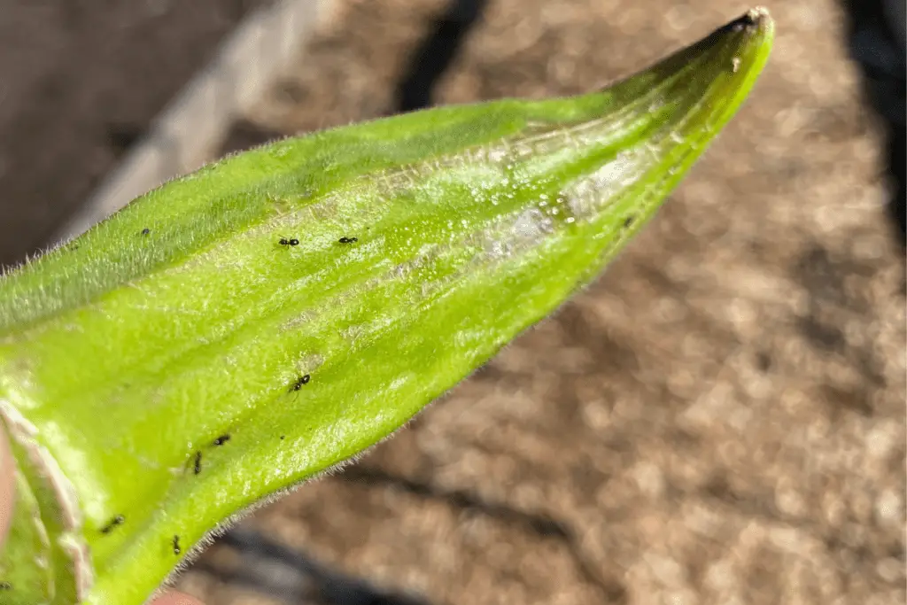 Ants Exploring a Healthy Pod on an Aphid-Infested Okra Plant