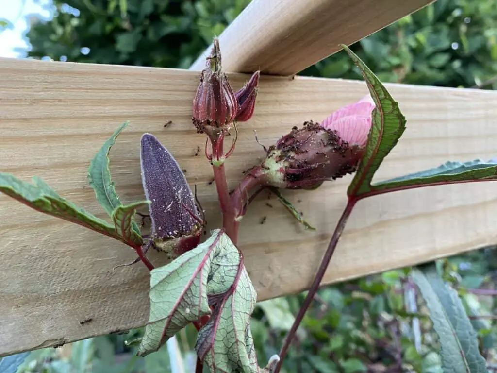 Ants on Okra Flowers and Buds