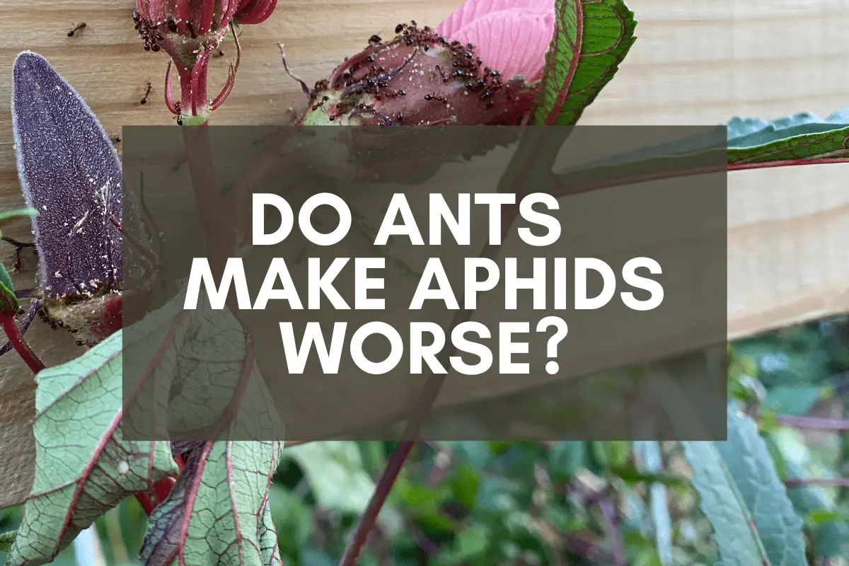 Ants on Okra Plant