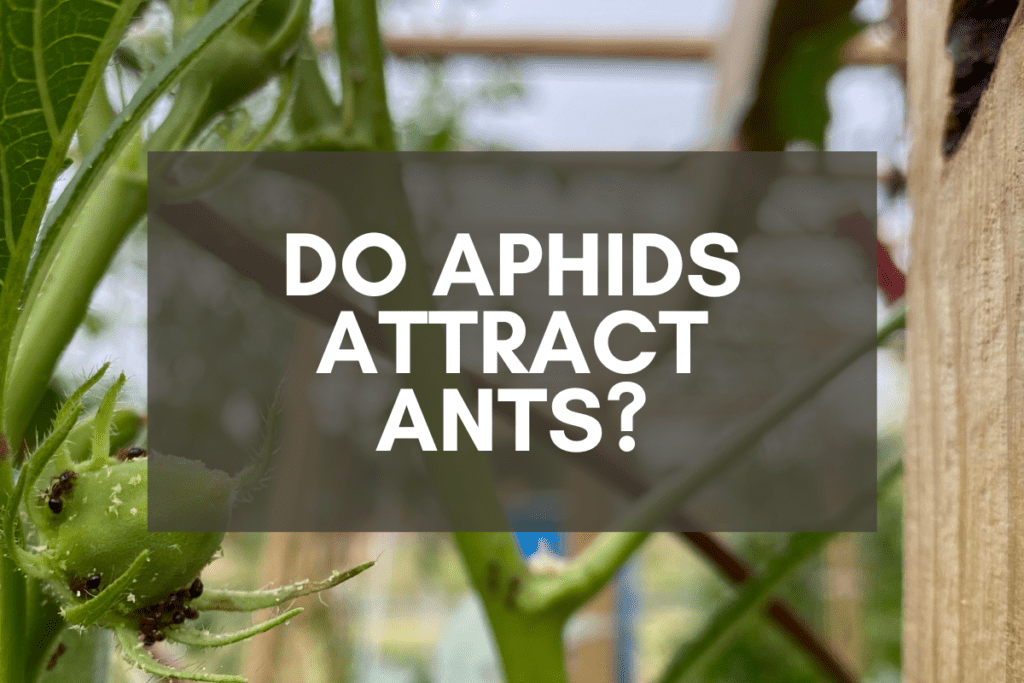 Ants on Okra Plant
