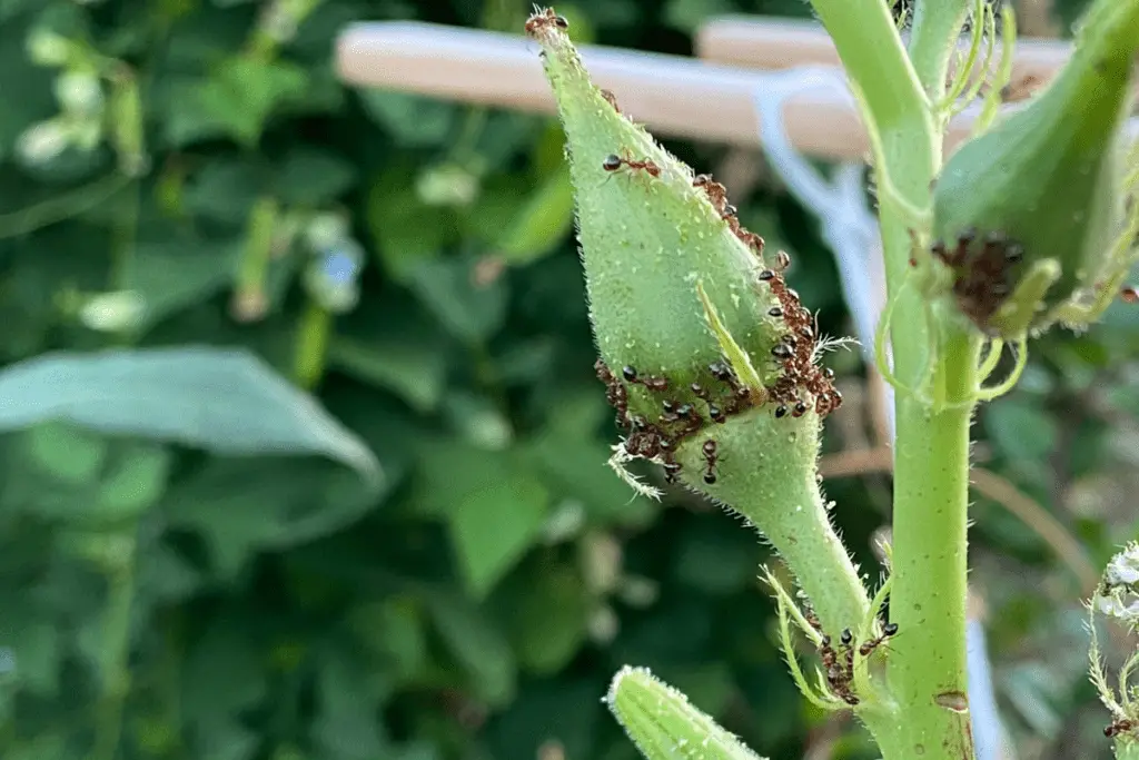 Ants Converging on Okra Pods