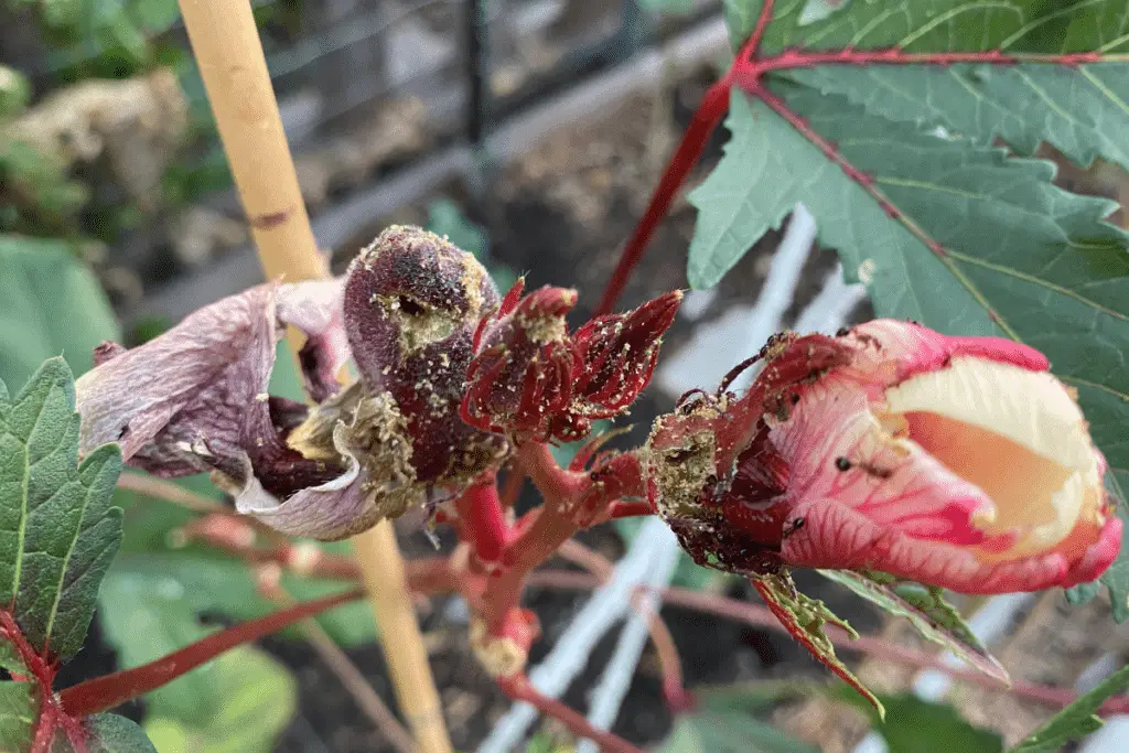 Ants on an Aphid-Damaged Red Okra Plant