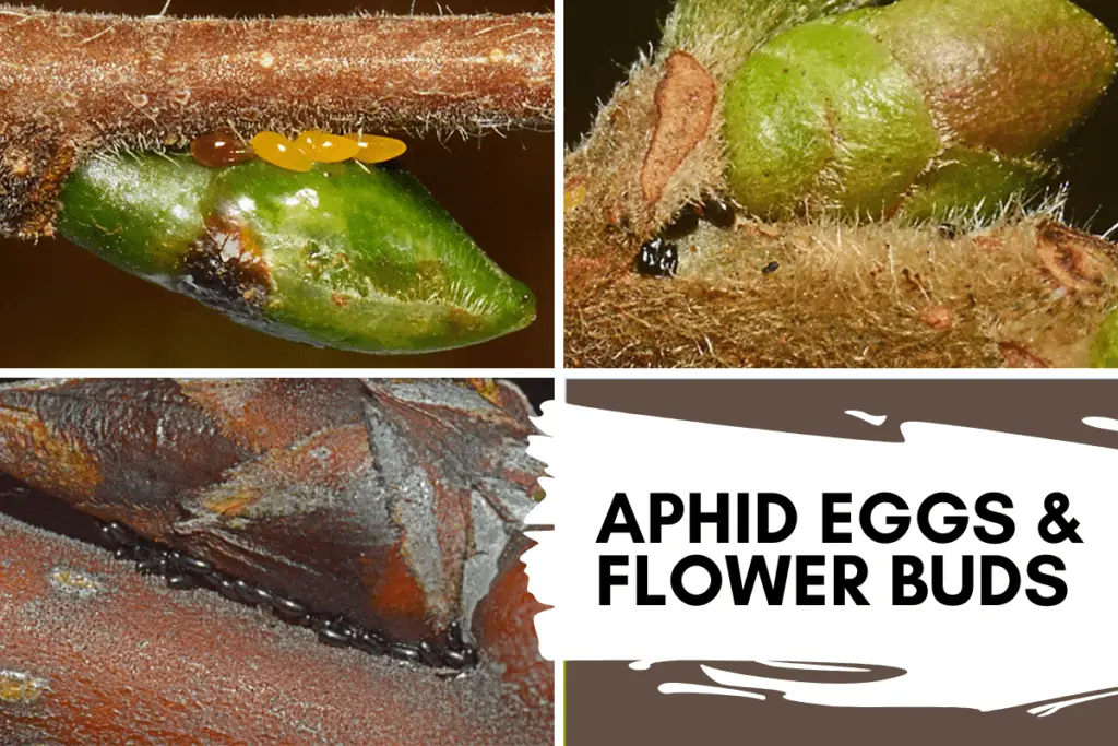 Aphid Eggs Near Flower Buds