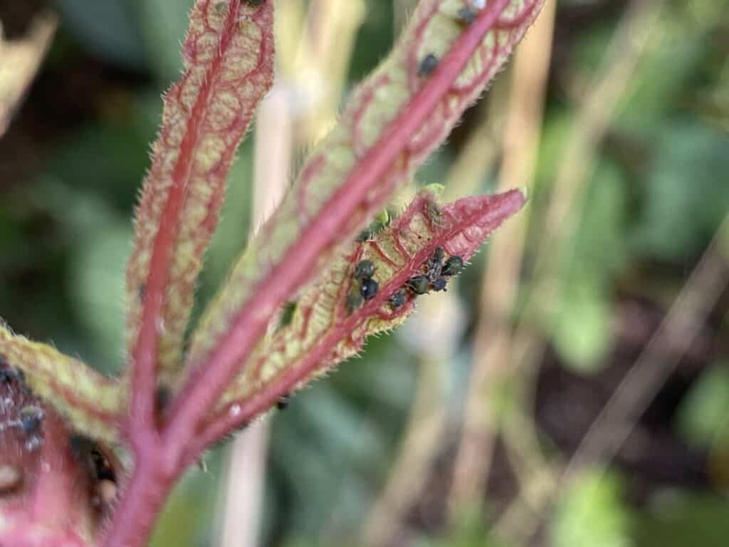 Aphids Beginning to Cluster on Okra