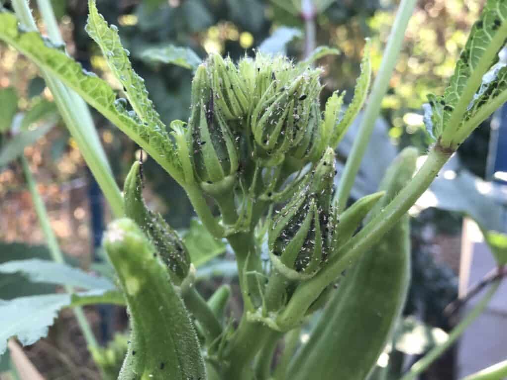 Aphids Clustering on Okra Pods