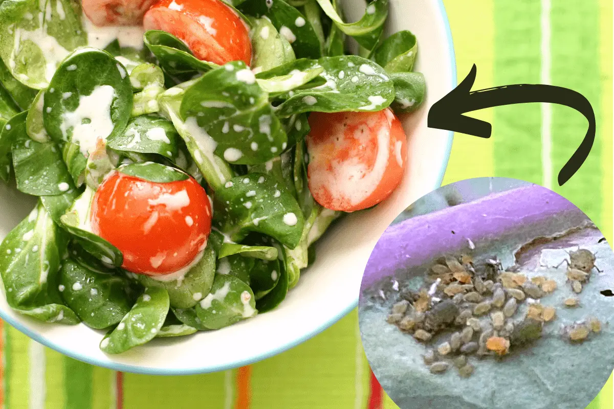 Aphids in Salad