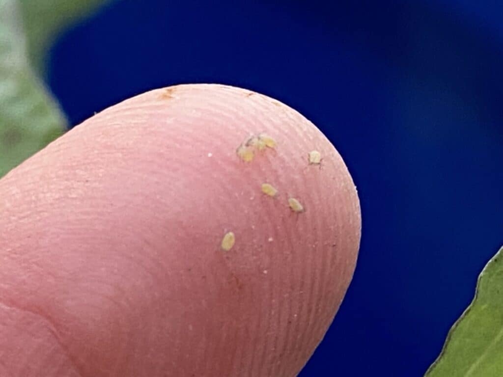 Aphids on my index finger