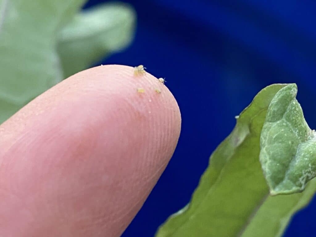 Aphids on Finger