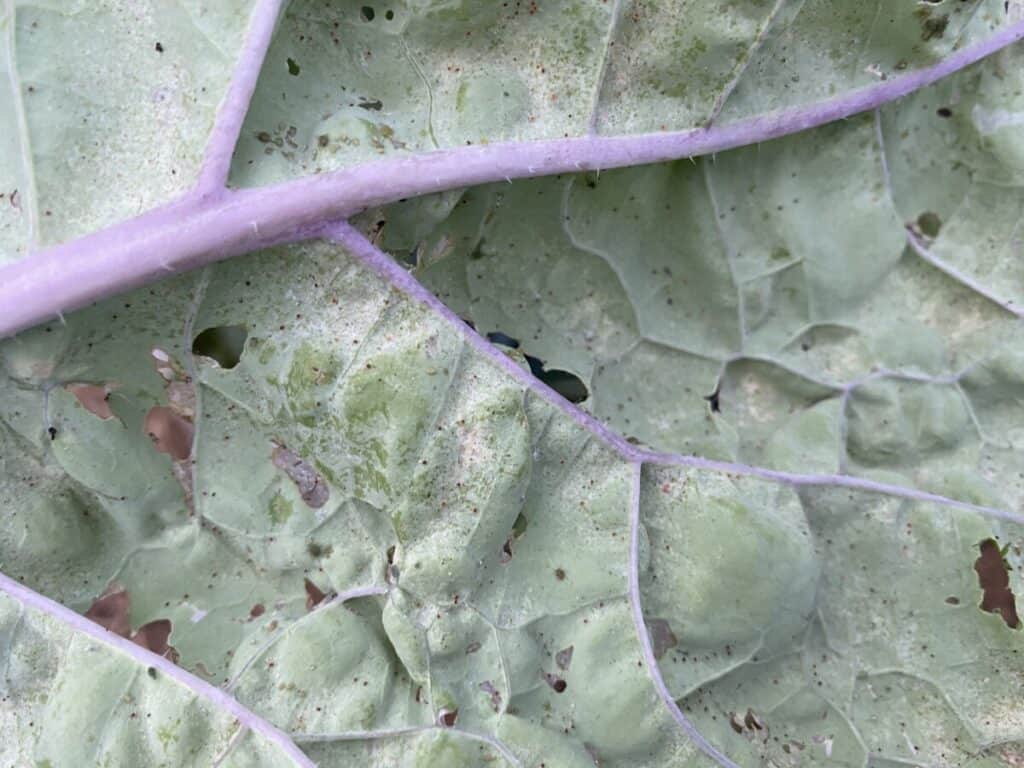 Aphid-Infested Red Russian Kale Leaf