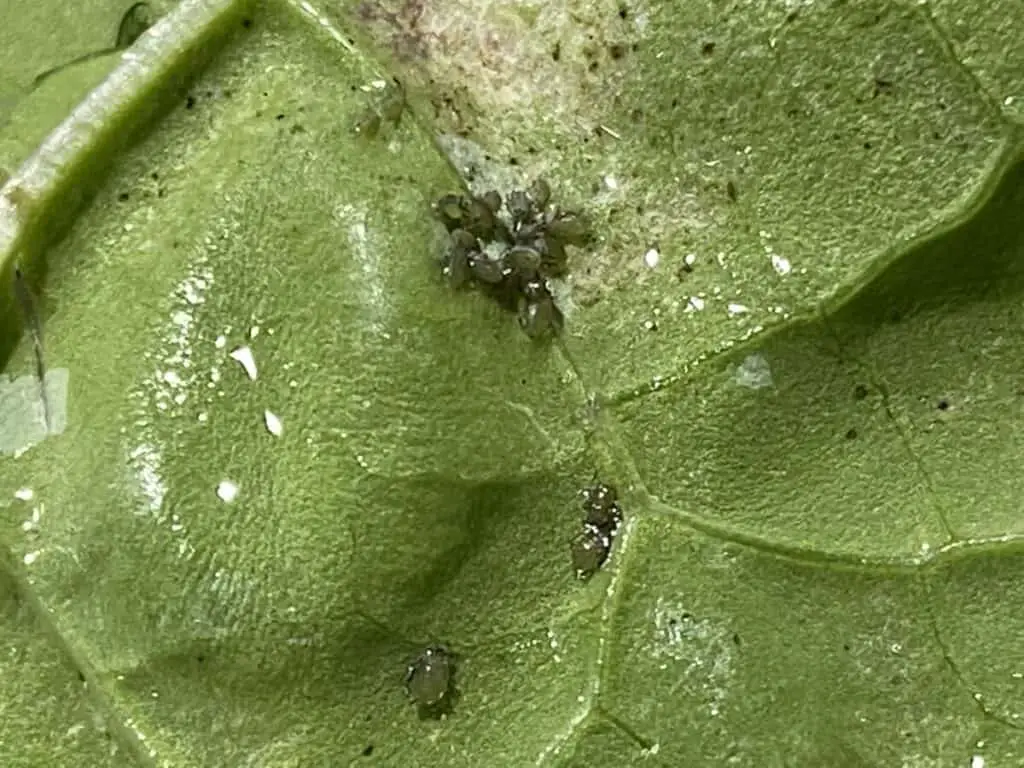 Aphids on Kale After Rinsing