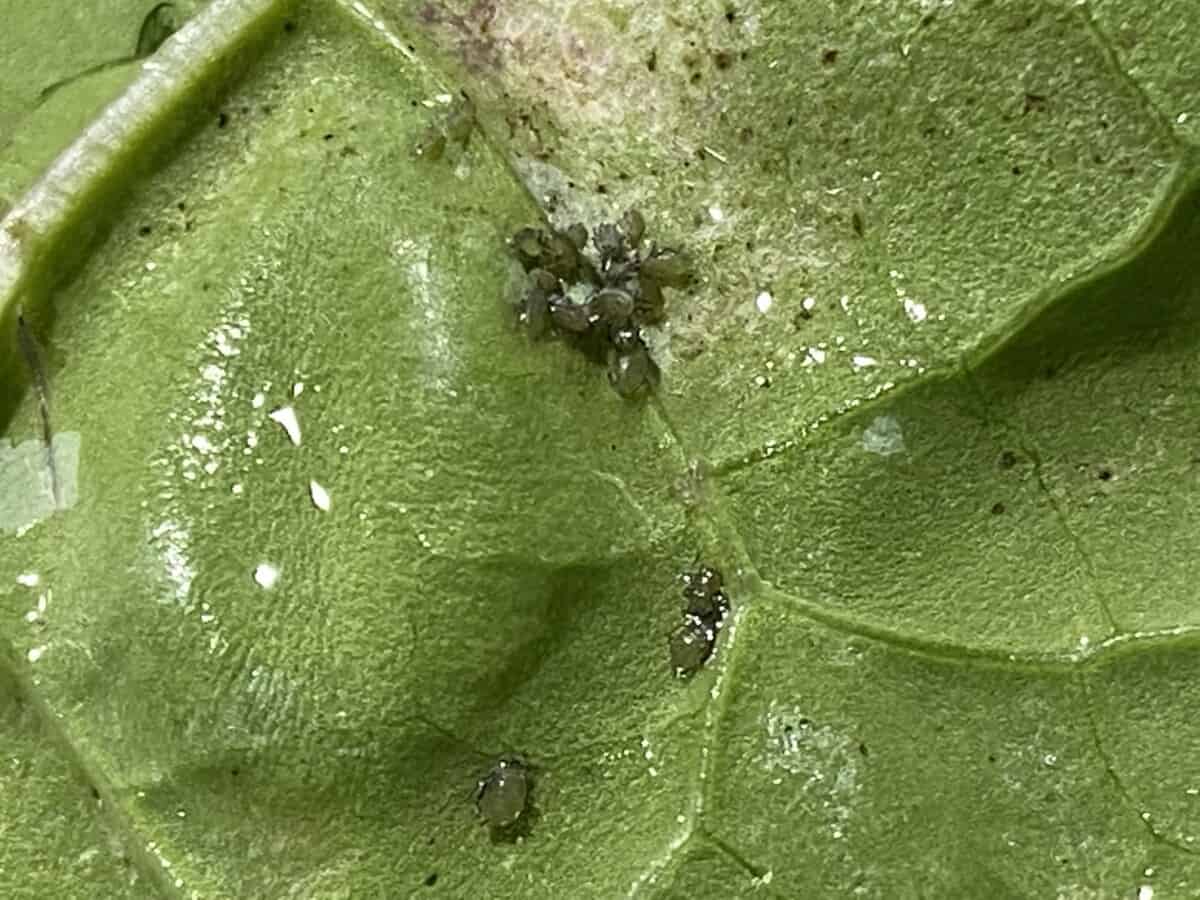 Are Aphids Safe to Eat? Handling AphidInfested Vegetables Backyard
