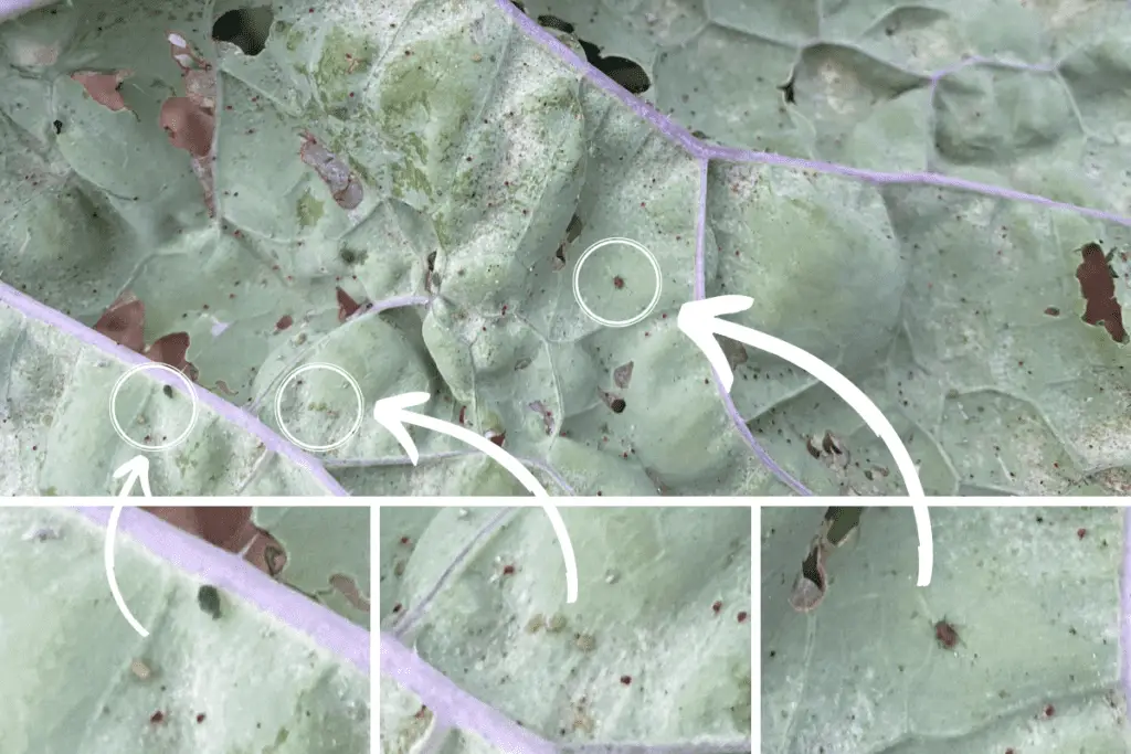 Spotting Aphids on Kale