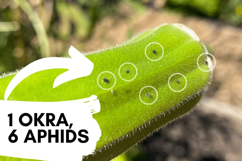 Six aphids on okra