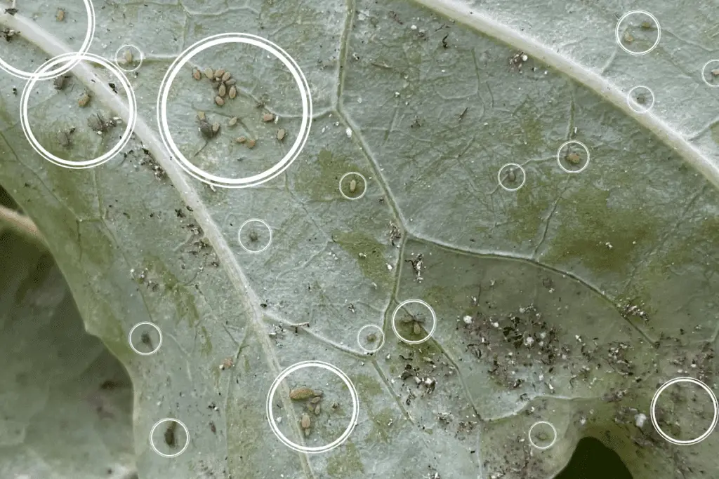 Aphids on Red Russian Kale