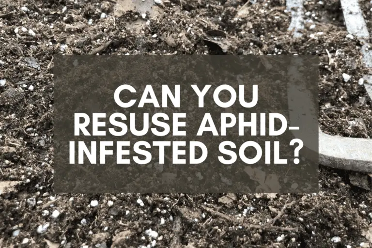 Reusing Aphid-Infested Soil: Should You Do It?