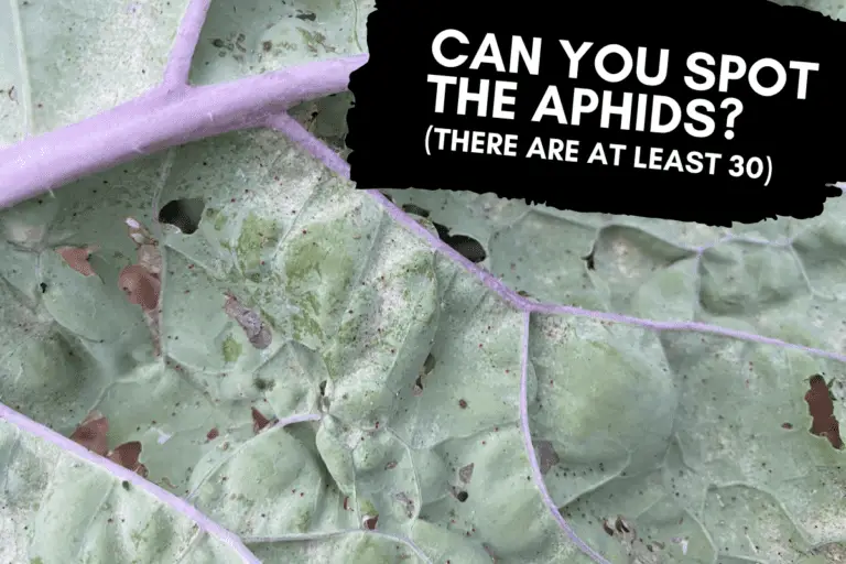 Can You See Aphids on Plants? Spotting Early Infestations