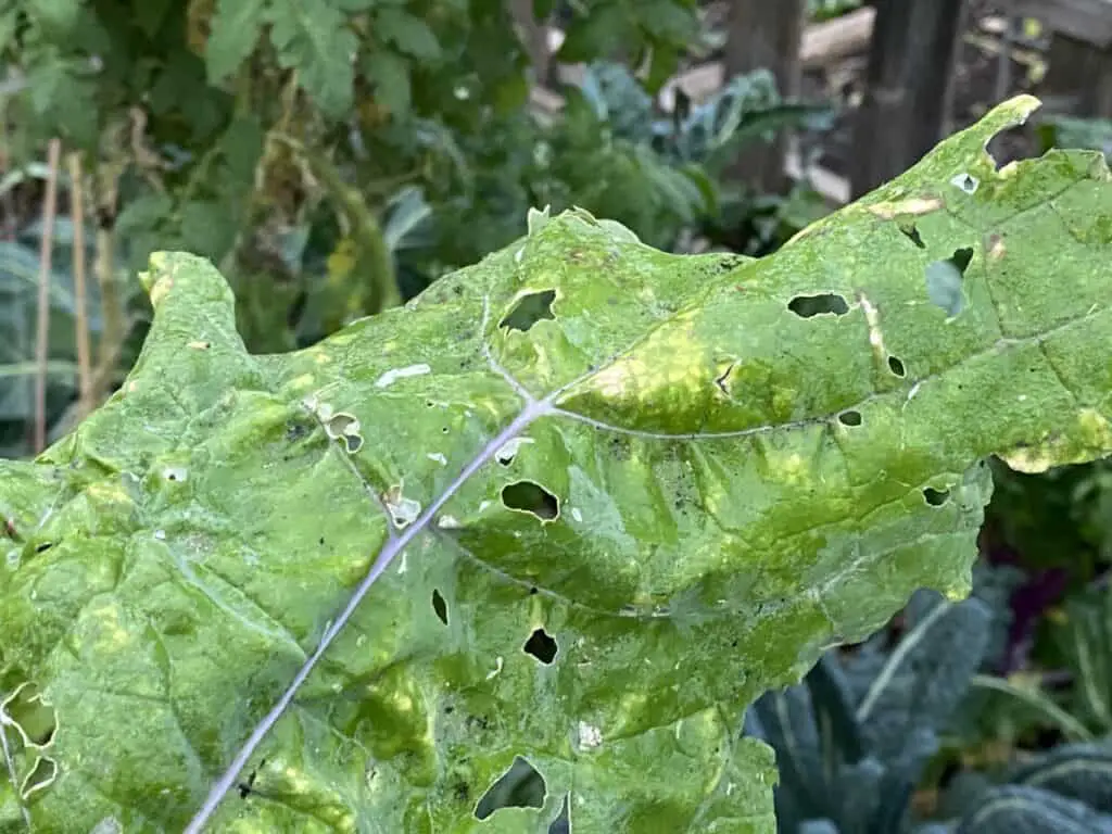 Yellowing Leaf from Aphid-Infested Kale Plant
