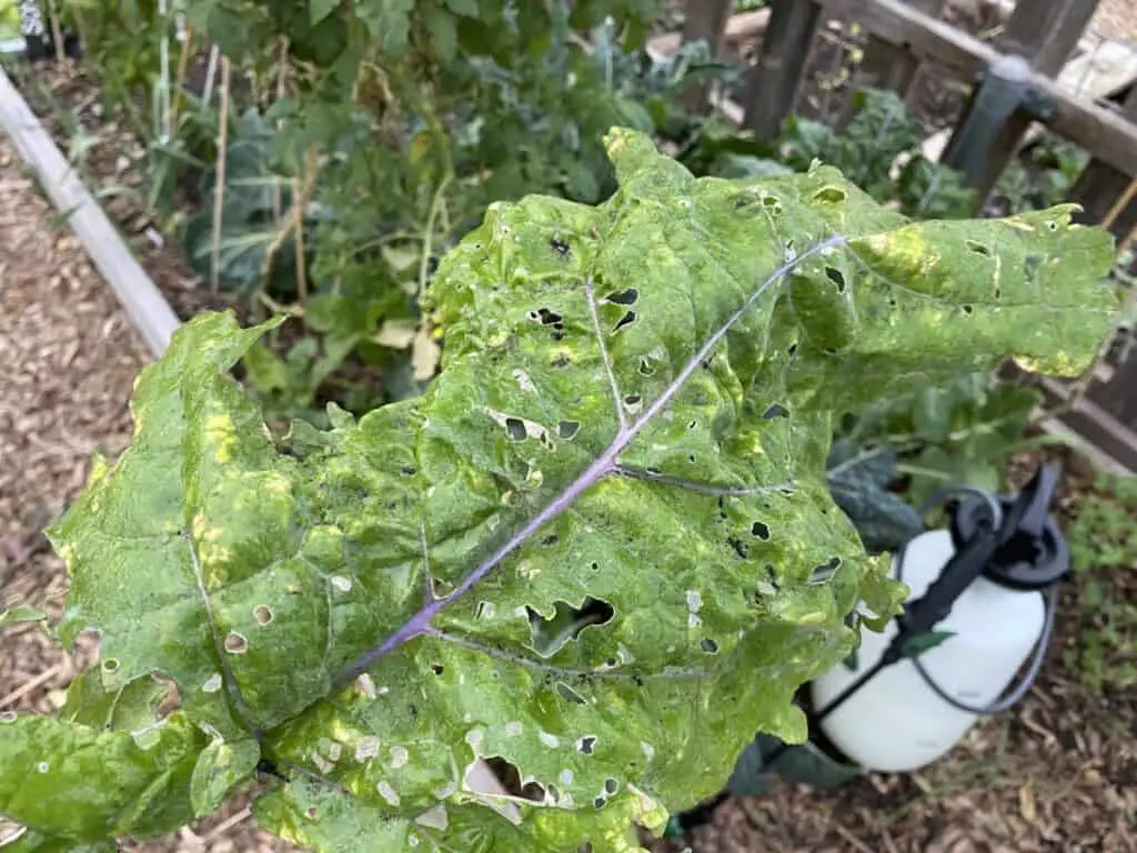 Kale Leaf Damaged by Aphids and Other Pests