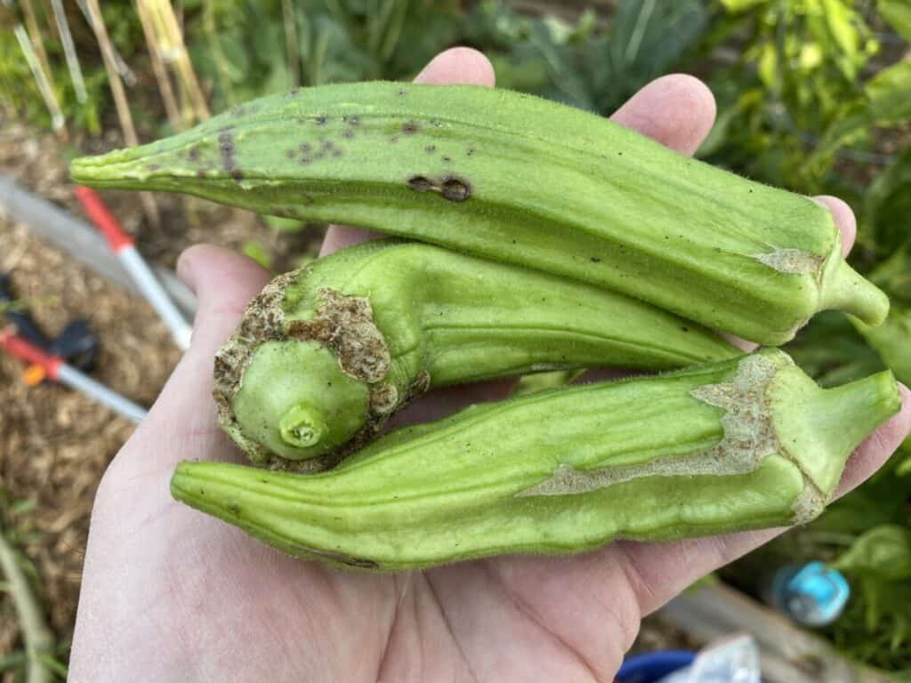 Pods from Aphid-Infested Okra Plants