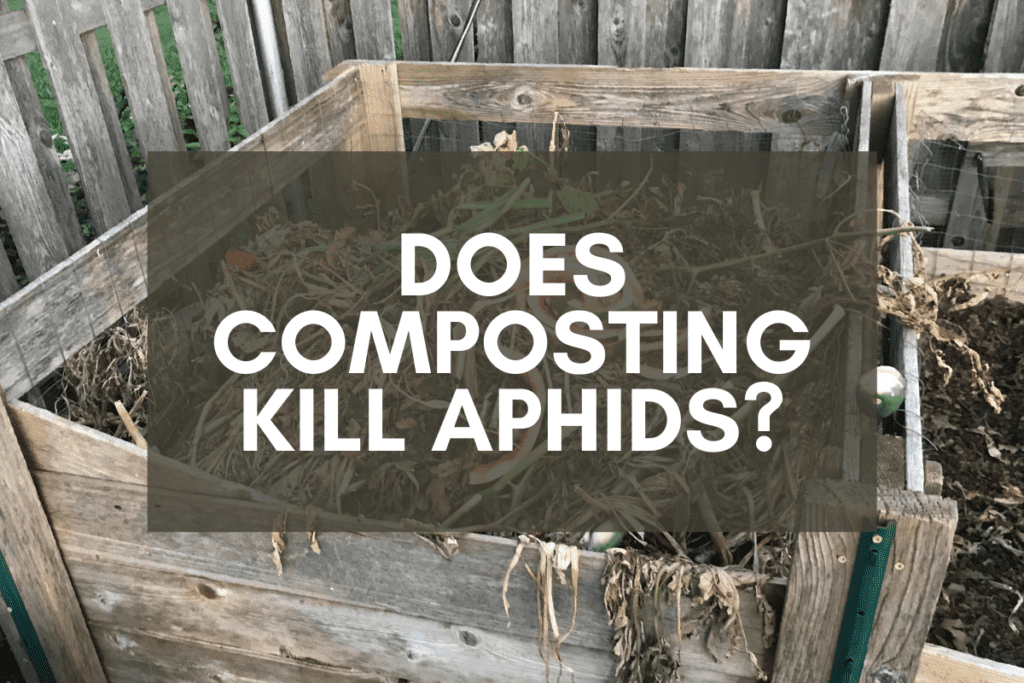 Does Composting Kill Aphids?