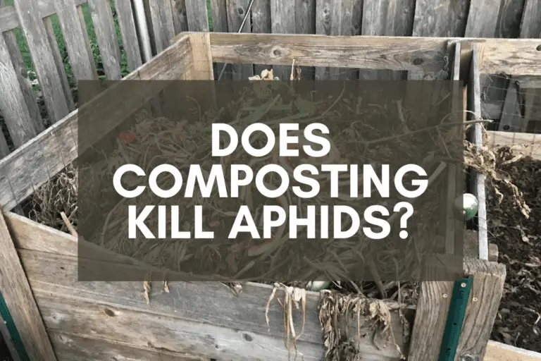 Does Composting Kill Aphids? 4 Questions to Consider