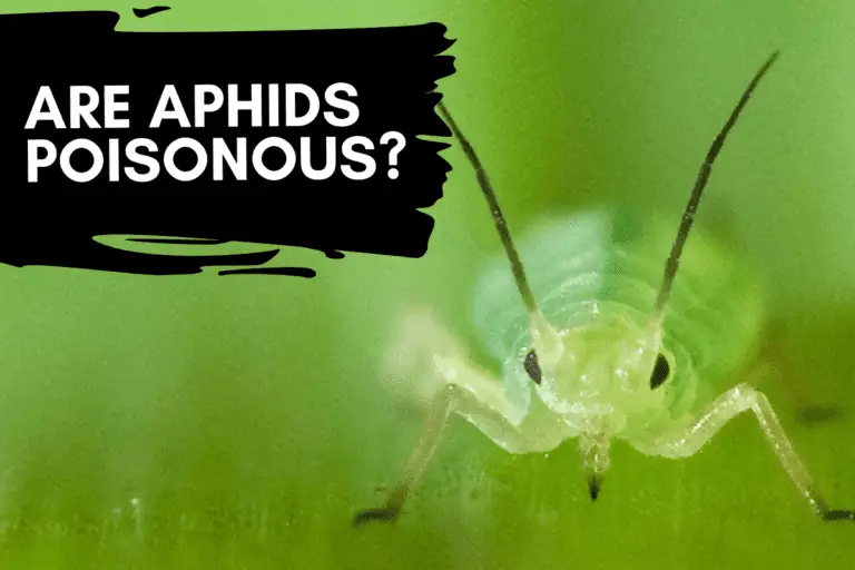 Are Aphids Poisonous? Things You Should Know + Helpful Tips