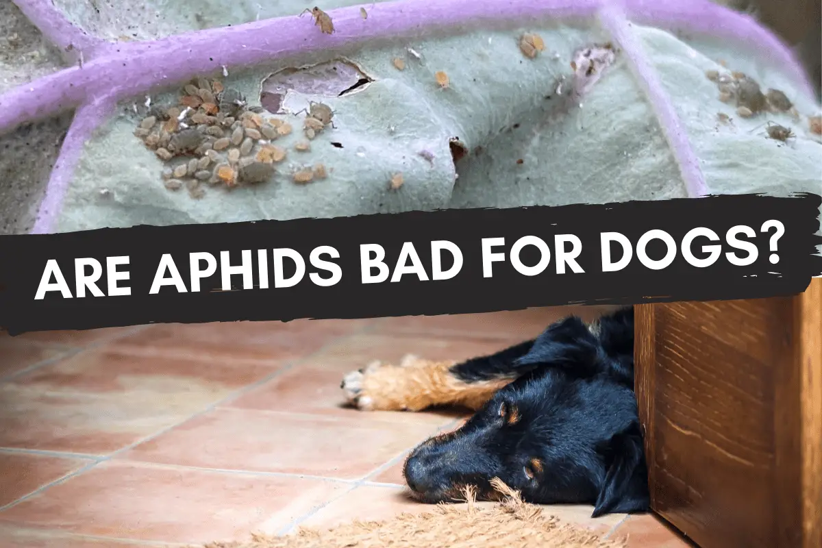 Are Aphids Bad for Dogs?